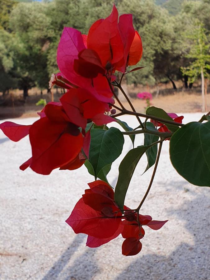 Olive Tree Apart Hotel Мугла Екстериор снимка